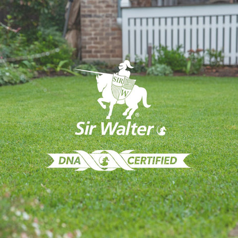 Sir Walter DNA Certified