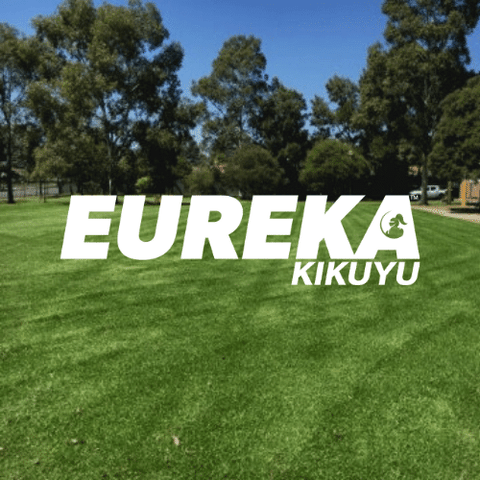 Eureka Kikuyu