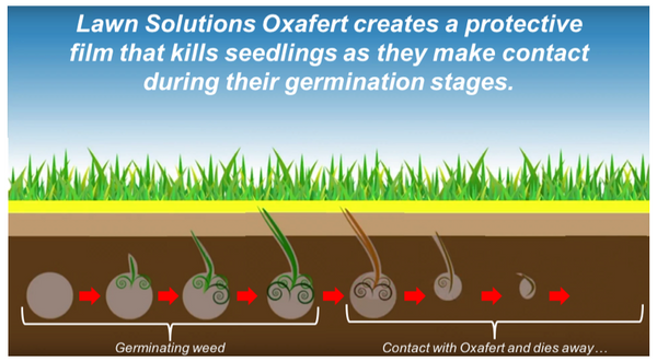 Lawn Solutions Oxafert Herbicide & Fertiliser 3kg - how it works - buy online